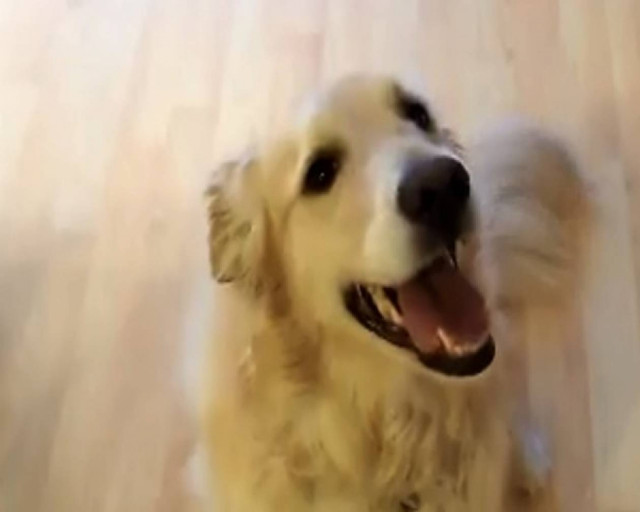 Το πιο τακτικό σκυλάκι!