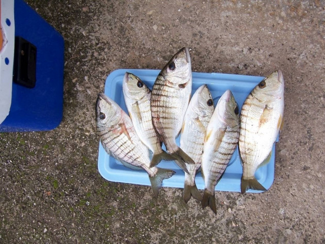 Ψάρεψαν παράνομες… μουρμούρες…