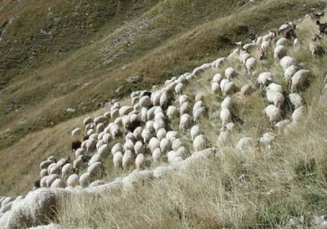 Κτηνοτρόφος έκρυβε οπλοστάσιο στο σπίτι του