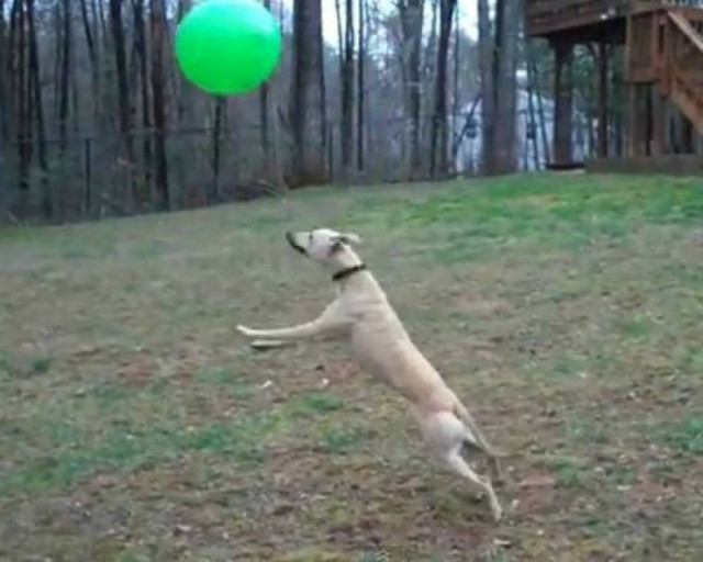 Δεν θα πιστεύεις τι κάνει αυτός ο σκύλος με μια μπάλα!