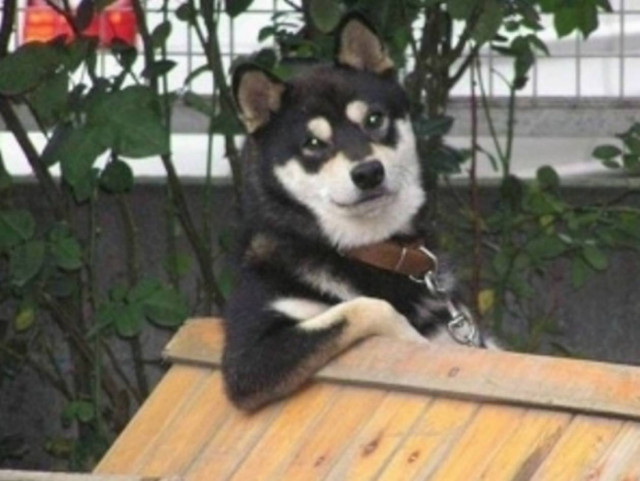 Όταν τα ζώα συμπεριφέρονται σαν άνθρωποι!