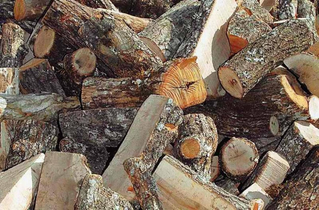 Μετέφεραν παράνομα κορμούς δέντρων