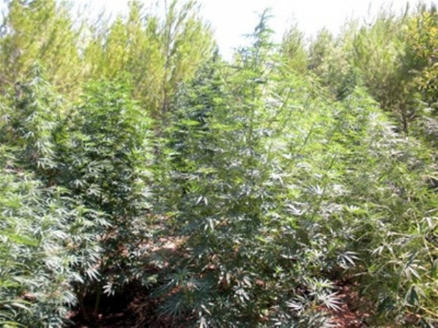 Συνελήφθη παραγωγός κάνναβης…