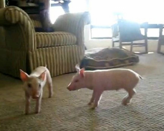 Γουρουνάκια –Τα πιο παιχνιδιάρικα κατοικίδια!