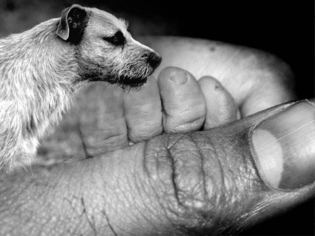 Φρικιαστικές εικόνες παιδικής πορνογραφίας με μωρά και ζώα