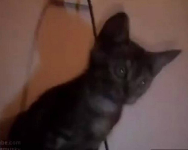 Η γάτα που τρελαίνεται για... πάρτυ!