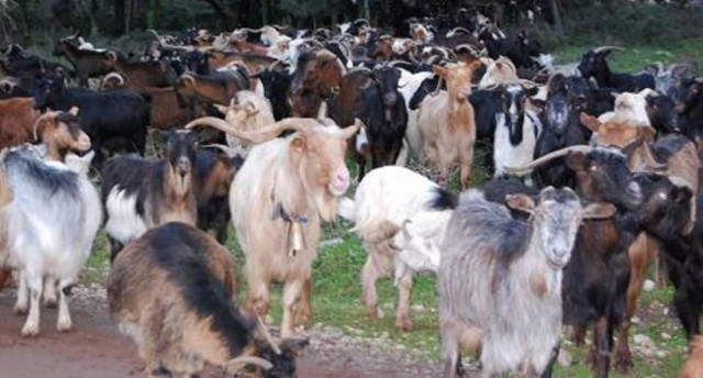 Θα παρελάσουν πρόβατα και κατσίκια στη Σάμο