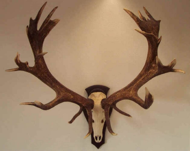 Ο Έλληνας και το κέρατο, μέρος 2ο