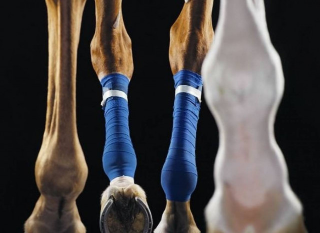 Ζώα, άνθρωποι, δημιουργία