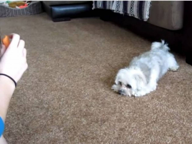 Τι μπορεί να κάνει ένας σκύλος για ένα καρότο;