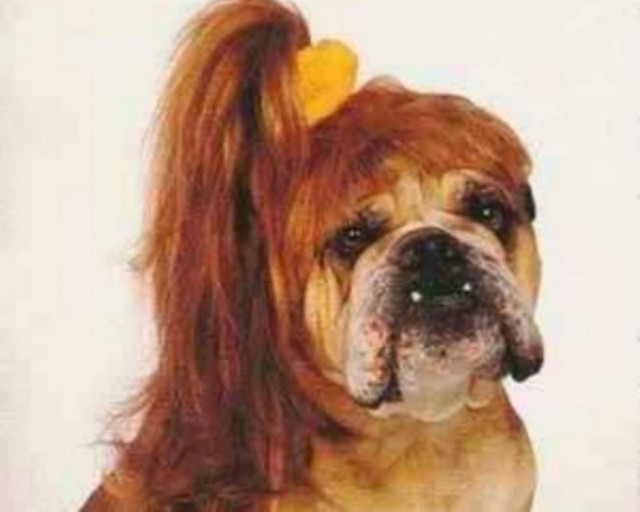 Σκυλάκια με... αλογοουρά!