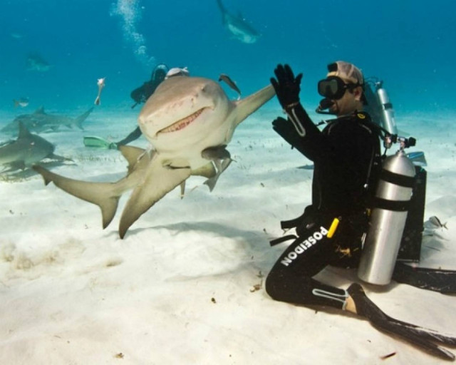 Δύτης κάνει high - five με καρχαρία!