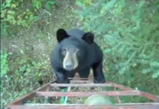 Ναι! Οι αρκούδες ανεβαίνουν σκάλες