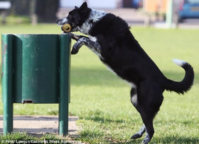 Σκύλος με οικολογική συνείδηση