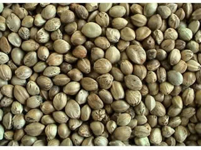 Συνελήφθη για κατοχή ναρκωτικών στη Μυτιλήνη