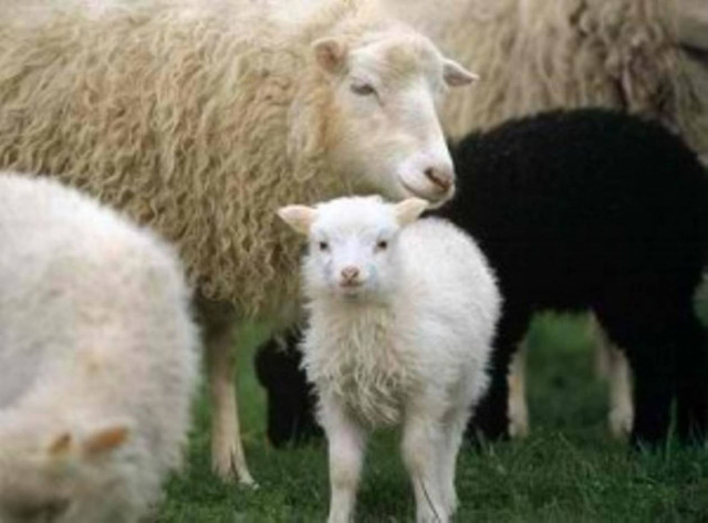 Σε ανταγωνιστικές τιμές τα αμνοερίφια το Πάσχα