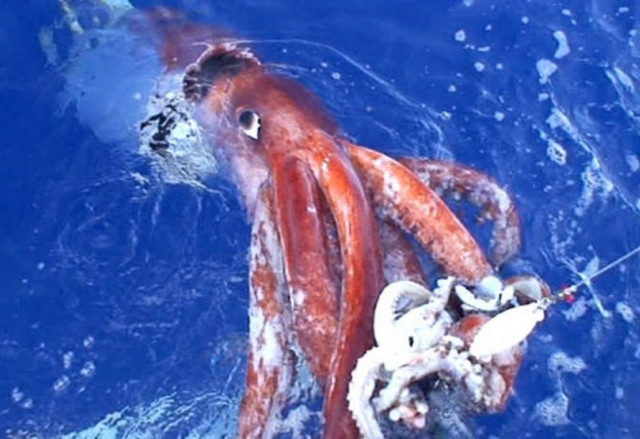 Σπάνια είδη από γιγάντια καλαμάρια στο Αιγαίο