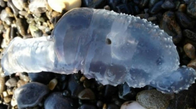 Το μυστηριώδες πλάσμα που ξεβράστηκε στην Κρήτη!