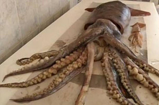 Γιγάντιο καλαμάρι ψαρεύτηκε στα ανοικτά της Μυτιλήνης