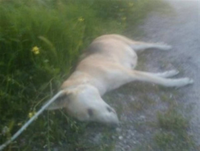 Κρέμασαν έγκυο σκυλίτσα στη Σαλαμίνα