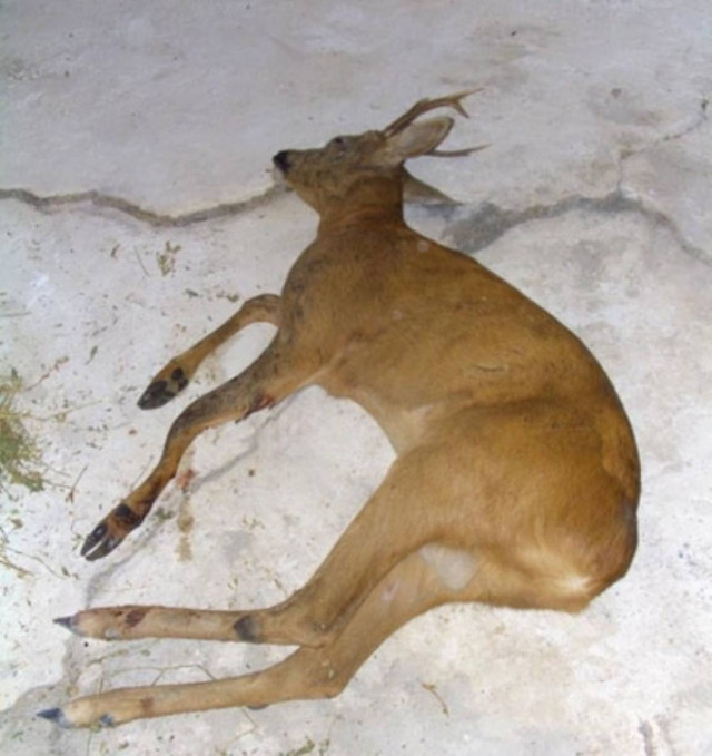 Νεκρό ζαρκάδι σε τροχαίο