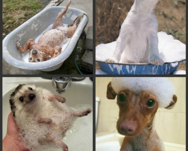 Όταν τα ζωάκια κάνουν μπάνιο