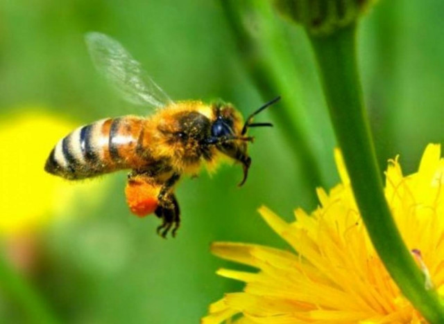 «Όταν εξαφανισθούν οι μέλισσες θα πεθάνει ο άνθρωπος»