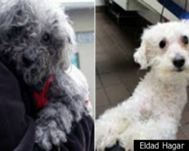 H διάσωση της τυφλής σκυλίτσας που «τρέλανε» το You Tube!