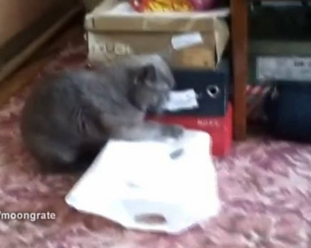 Καχύποπτη γάτα εξερευνεί σακούλα