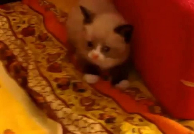 Μια τρομακτική…σκούπα