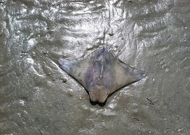 Είδε το Χριστό σε... σαλάχι