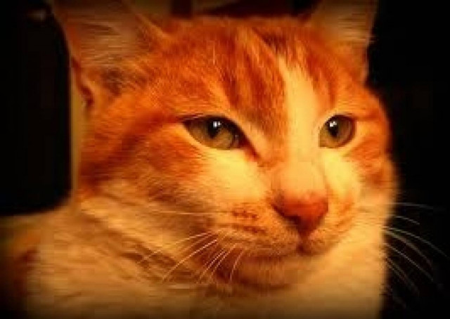 Αλανιάρης γερο-γάτος επέστρεψε μετά 16 χρόνια!