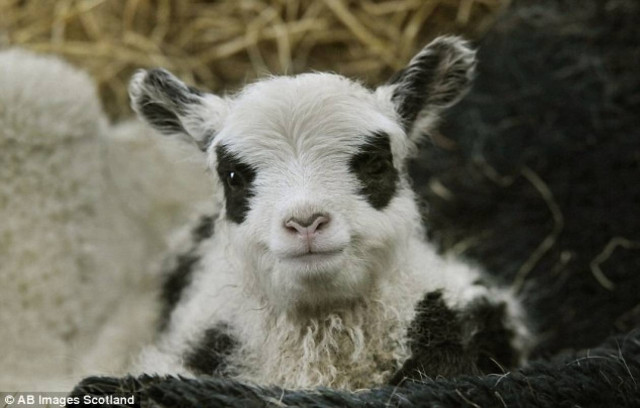 Τα αρνάκια που μοιάζουν με Πάντα