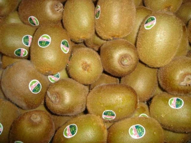 Είχε κρύψει λαθρομετανάστες σε ακτινίδια