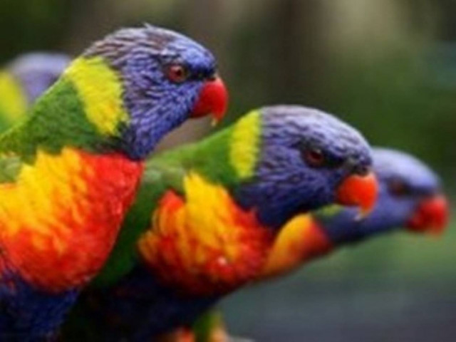 Απίθανος διάλογος μεταξύ παπαγάλων!