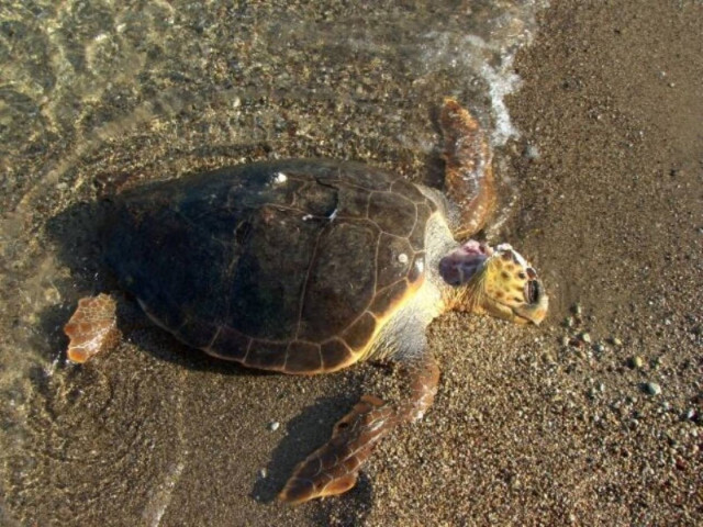 Νεκρές τέσσερις χελώνες Καρέτα Καρέτα στο Κατάκολο