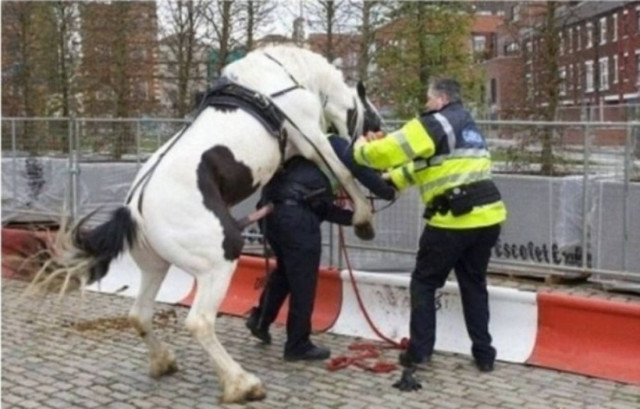 Το άλογο …καβάλησε τον αστυνομικό!