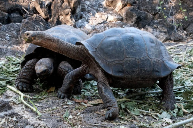 Οι τεράστιες χελώνες των Γκαλαπάγκος