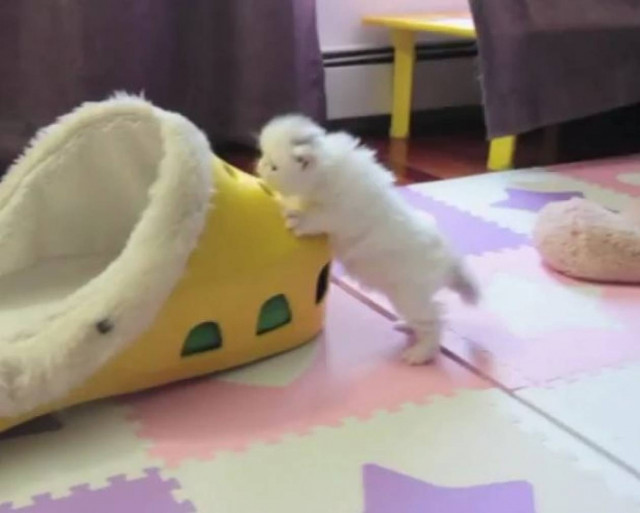 Το μικρότερο γατάκι στον κόσμο