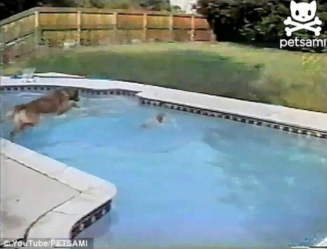 Σκύλος-ναυαγοσώστης σώζει κουταβάκι!