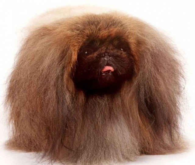 Ακόμα και τα ζώα δικαιούνται μια μέρα με …κακό χτένισμα