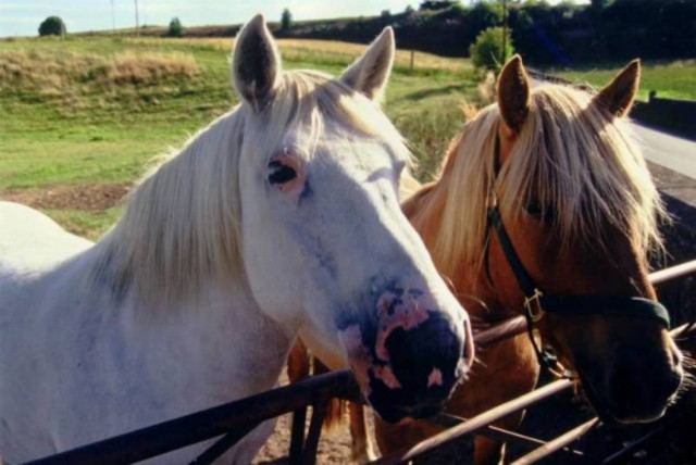 Σκότωσαν εν ψυχρώ εννέα άλογα!