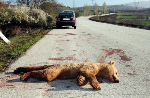 Θύμα τροχαίου αρκουδάκι 1 έτους