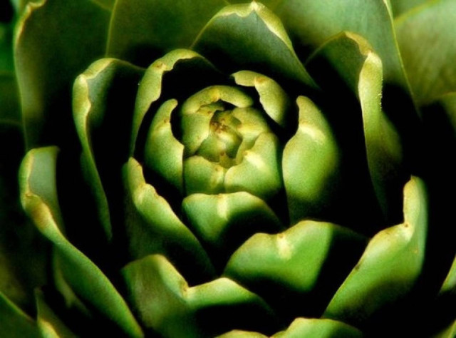 Πώς θα μείνετε νέος για πάντα, αγοράζοντας αυτό το παράξενο πράγμα από τη λαϊκή