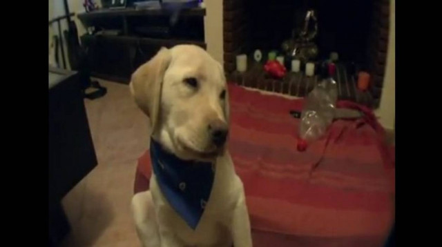 Δείτε το σκύλο που... κοιμάται όρθιος