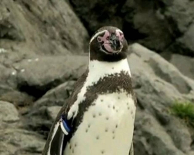 Ένας δραπέτης πιγκουίνος!