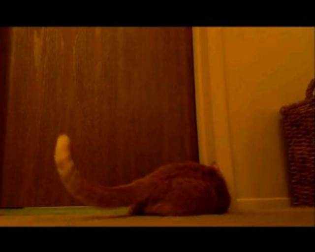 Mία γάτα... ξυπνητήρι!