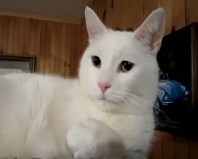 Η απίθανη γάτα που... μιλάει