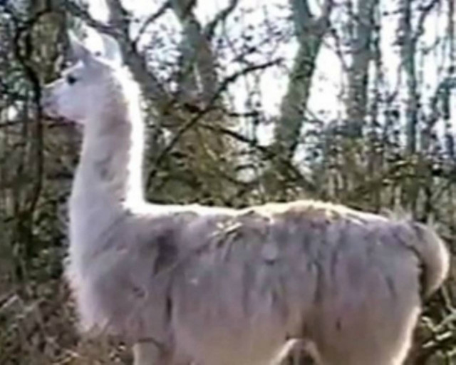 Λάμα γελάει όταν ακούει μουγκρητό αγελάδας!