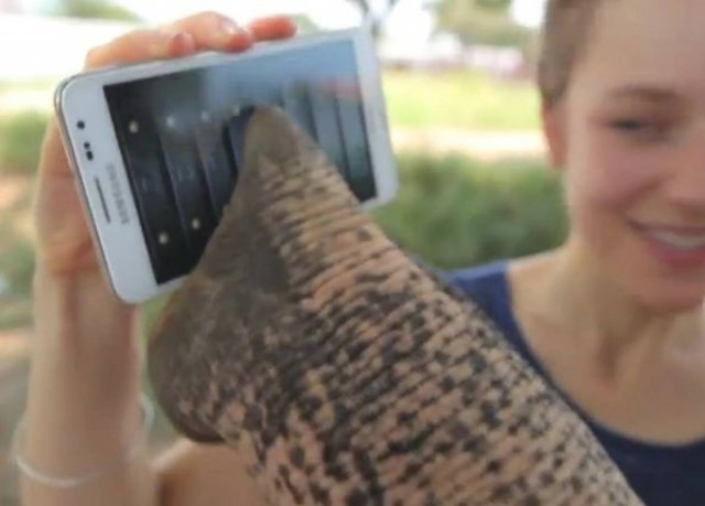 Ο ελέφαντας που χειρίζεται το Smartphone